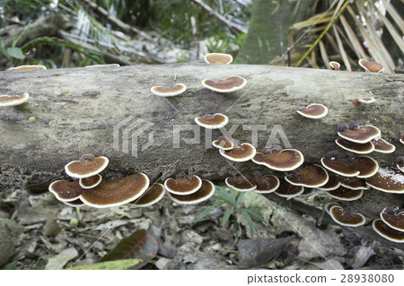 Mushrooms on Wooden 28938080