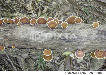 Mushrooms on Wooden 28938083