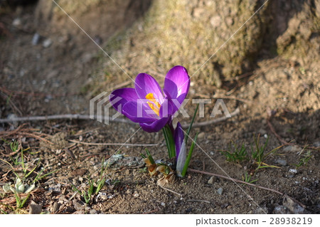 Fukuya綠色王國的黃瓜 28938219