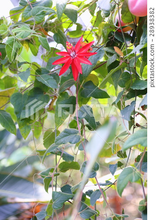 西番蓮花激情植物群coqueenaire 28938382