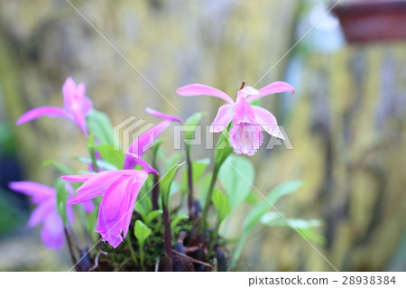 Flower of orchid family playione 28938384