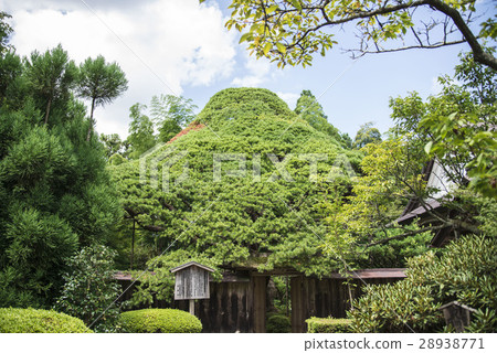 Horsepisode's goose pine 28938771