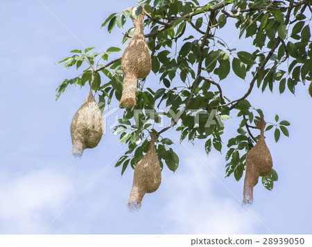 Bird nest on a tree 28939050