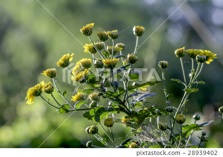 Chrysanthemum (Compositae) 28939402