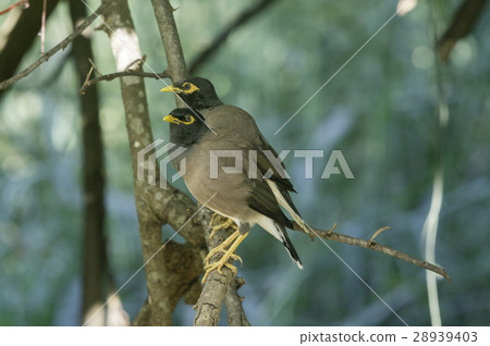 common myna 28939403