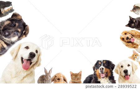 Set of pets 28939522