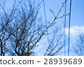 枯樹枝 冬天 藍天 28939689