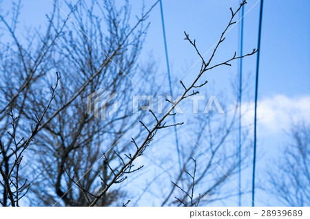 枯樹枝 冬天 藍天 28939689