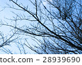 枯樹枝 冬天 藍天 28939690