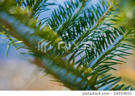 Snow spring bud Snow spring bud 28939693