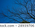 枯樹枝 冬天 藍天 28939706