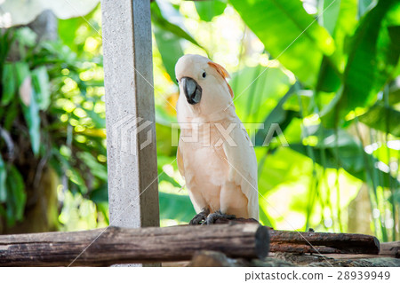 Lovely cockatoo is sitting on a branch. close up 28939949