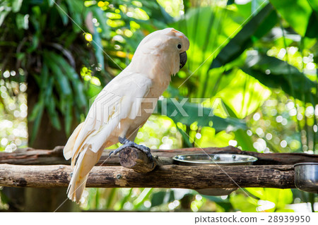 Lovely cockatoo is sitting on a branch. close up Lovely cockatoo is sitting on a branch. close up 28939950