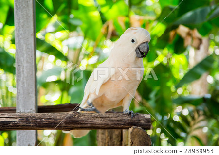 Lovely cockatoo is sitting on a branch. close up 28939953