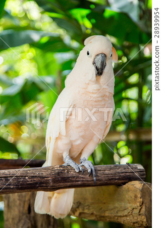 Lovely cockatoo is sitting on a branch. close up 28939954