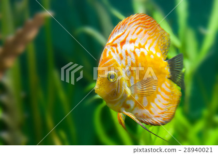 floating fishes in an aquarium with stones floating fishes in an aquarium with stones 28940021