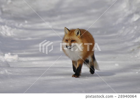 Fox _DSC 7809 28940064