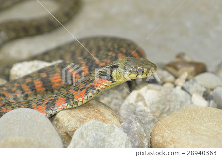 Yamakagashi _ DSC 7172 28940363