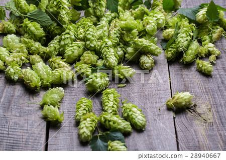 Fresh green hops on a wooden table Fresh green hops on a wooden table 28940667