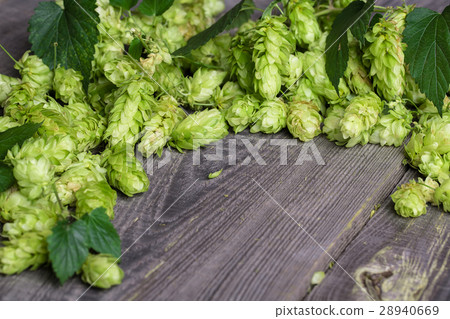 Fresh green hops on a wooden table Fresh green hops on a wooden table 28940669