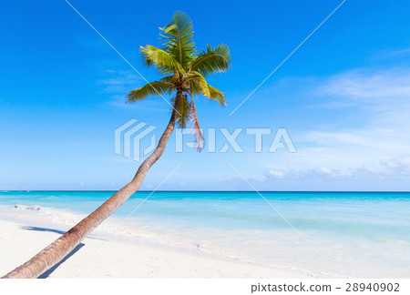 Coconut palm grows on Saona beach 28940902