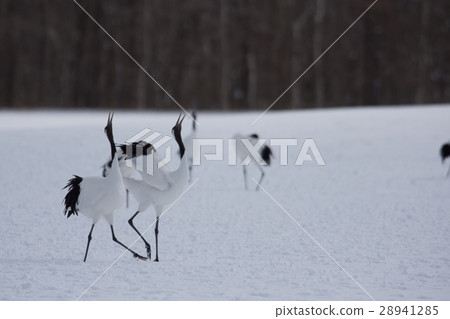 Cranberries Cranberries 28941285