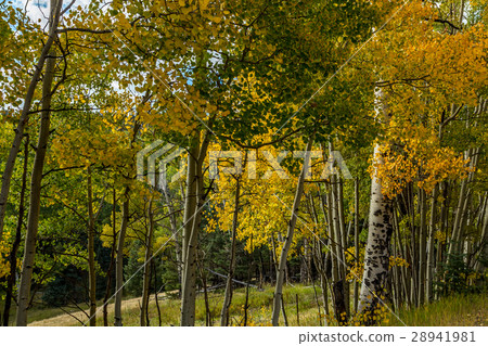 Aspen leaves changing 28941981
