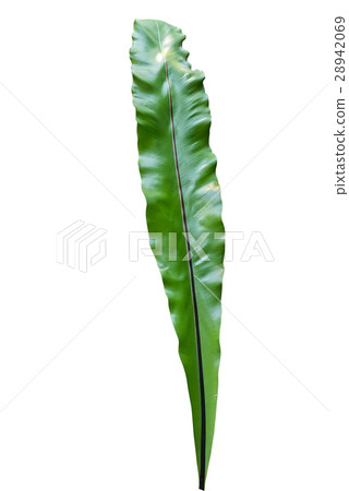 leaf isolated on white background leaf isolated on white background 28942069