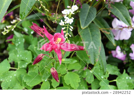 粉紅色的花朵 28942252
