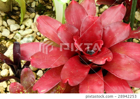 紅色溫室植物 28942253