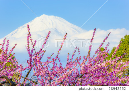 Iwama-san Park's plum Iwama-san Park's plum 28942262