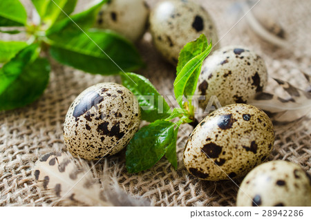 Fresh Organic Quail Eggs and Spring Foliage. 28942286