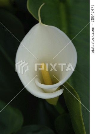 海芋,浪漫,優雅,亮麗 28942475