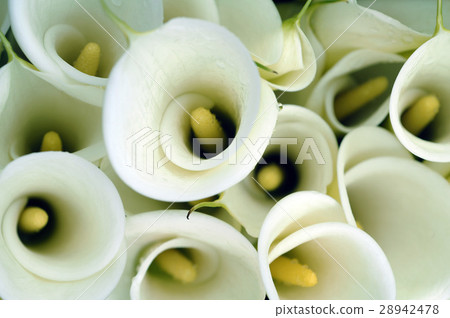 海芋,浪漫,優雅,亮麗 28942478