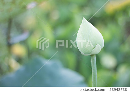 Lotus Lotus 28942788