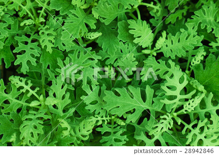 leaf of the silver cineraria 28942846