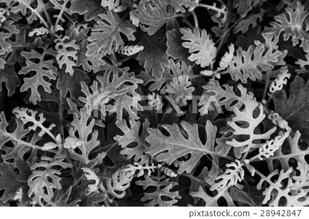 leaf of the silver cineraria 28942847