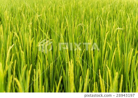 Paddy field close up 28943197