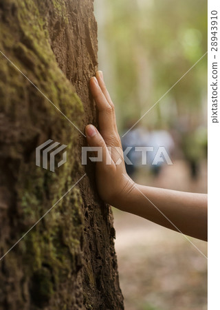 Close up woman hand holding on big old tree. 28943910