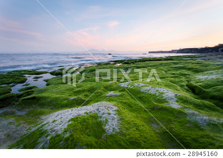 Rocky shore covered with green algae in the early 28945160