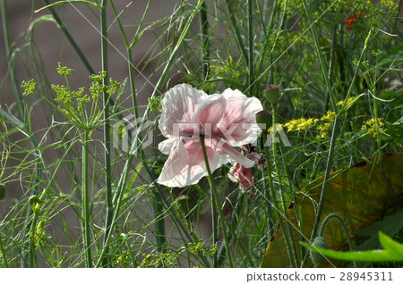 Poppy Flower (Papaver oideae) Poppy Flower (Papaver oideae) 28945311
