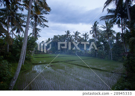 Rice field in the mist in the early morning before Rice field in the mist in the early morning before 28945333