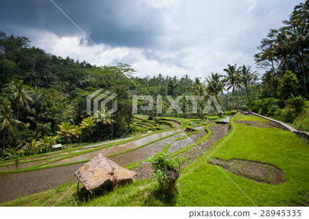 Rice field on the farm in the jungle prepared for Rice field on the farm in the jungle prepared for 28945335