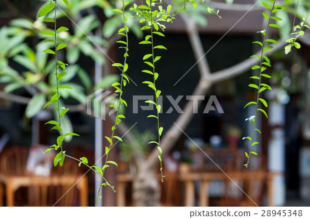 Hanging plants with young leaves amid the Hanging plants with young leaves amid the 28945348