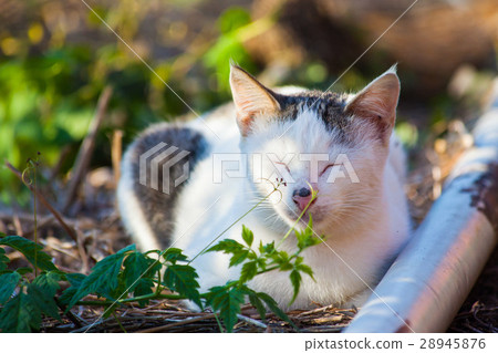 貓 28945876