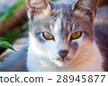 貓 28945877
