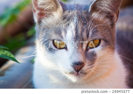 貓 28945877