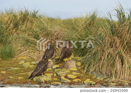 Striated Caracara on the Falkland Islands Striated Caracara on the Falkland Islands 28945890