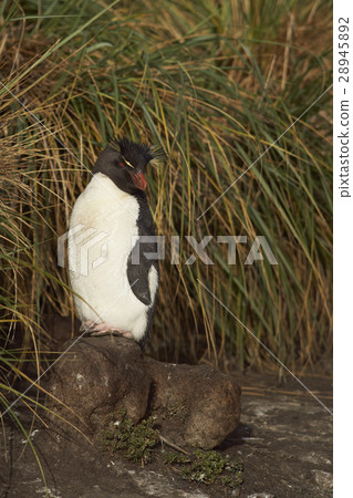 Rockhopper Penguin on Bleaker Island Rockhopper Penguin on Bleaker Island 28945892