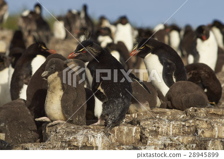 Rockhopper Penguins on the Falkland Islands 28945899